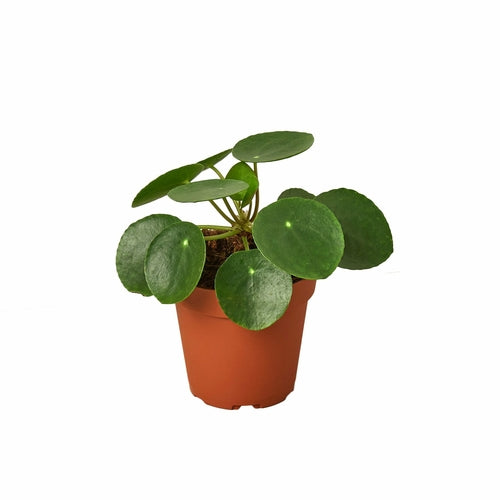 Pilea Peperomioides 'Chinese Money'